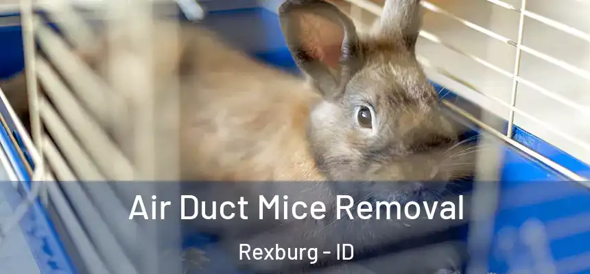 Air Duct Mice Removal Rexburg - ID